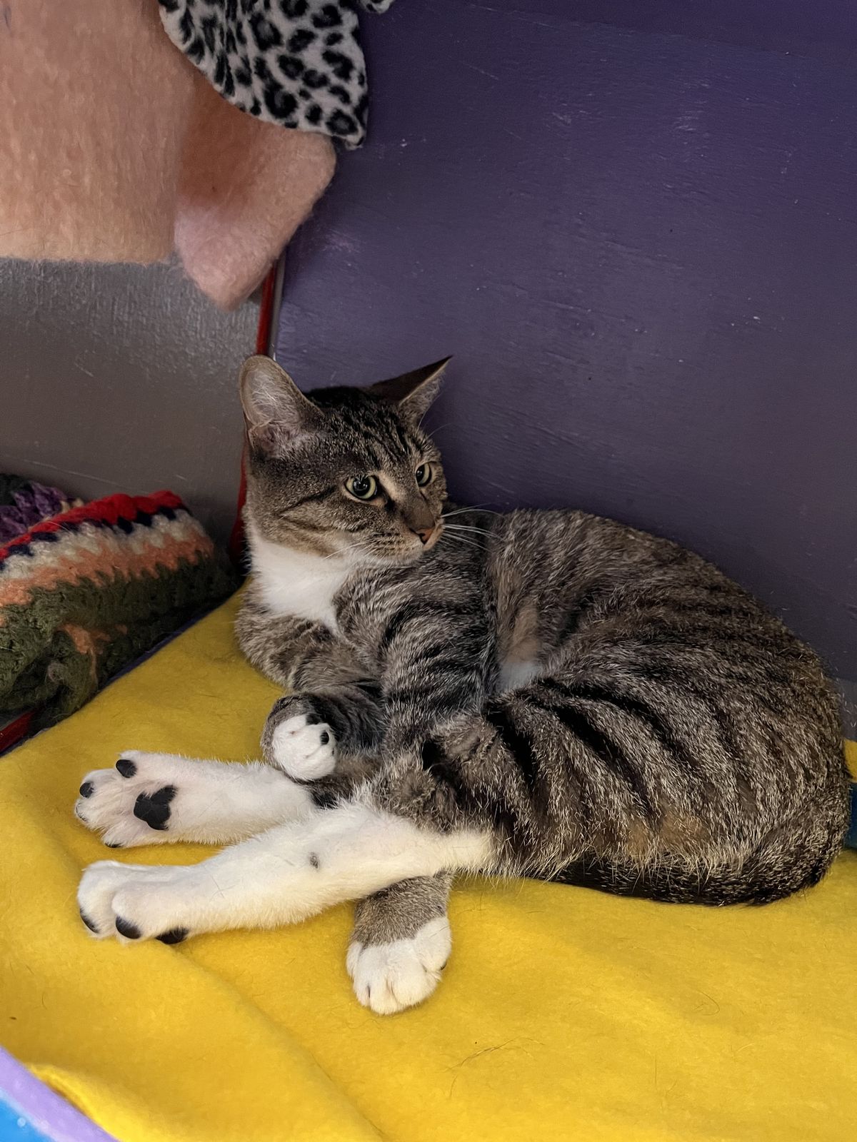 Gallery image: Estelle