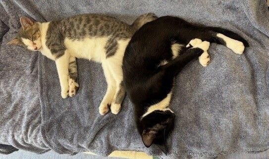 Gallery image: Kairo