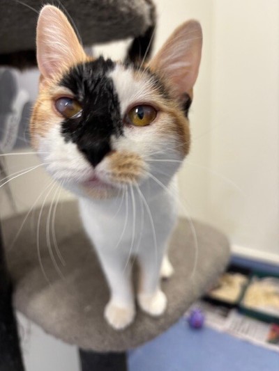 Callie - Domestic Short Hair