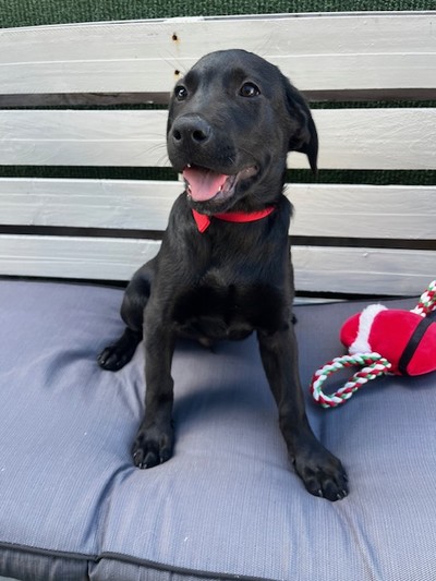 Vadar - Large Cross Breed