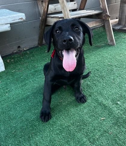 Gallery image: Vadar