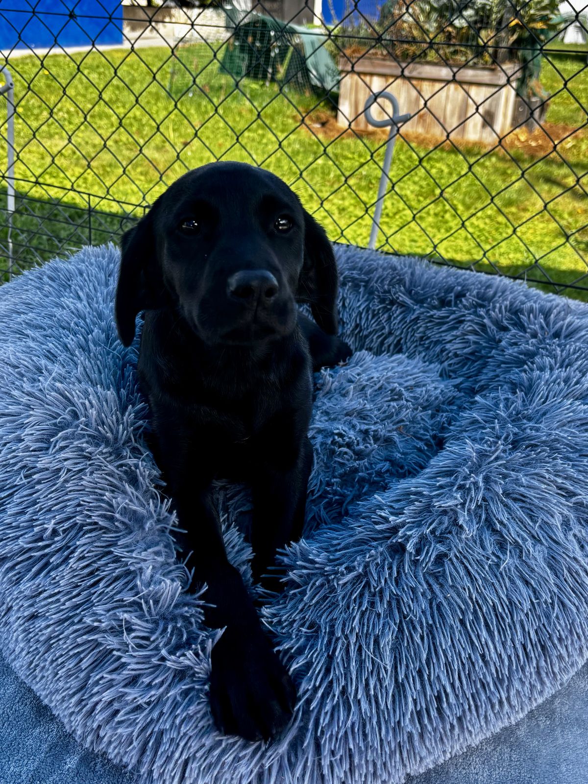 Gallery image: Minni 