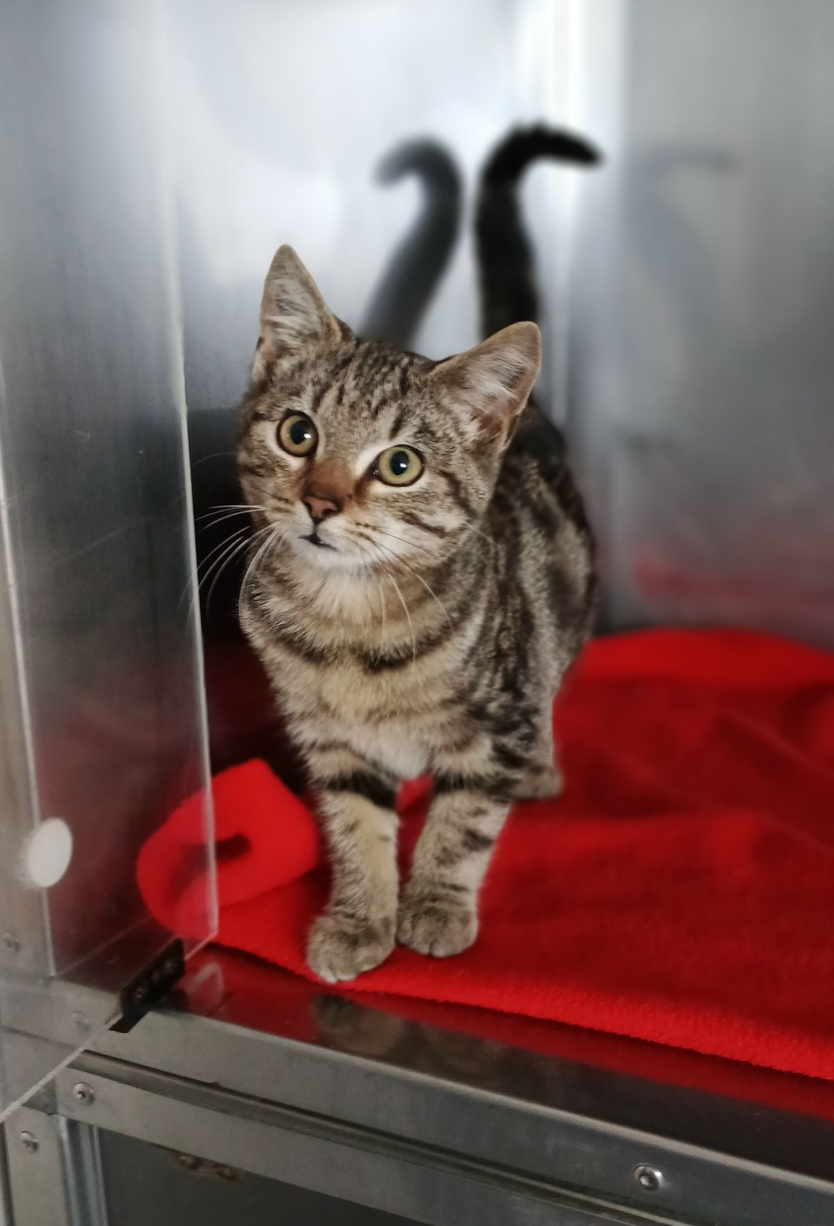 Gallery image: Bennett