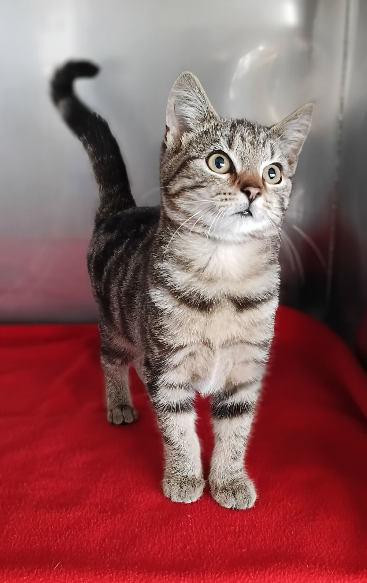 Gallery image: Bennett