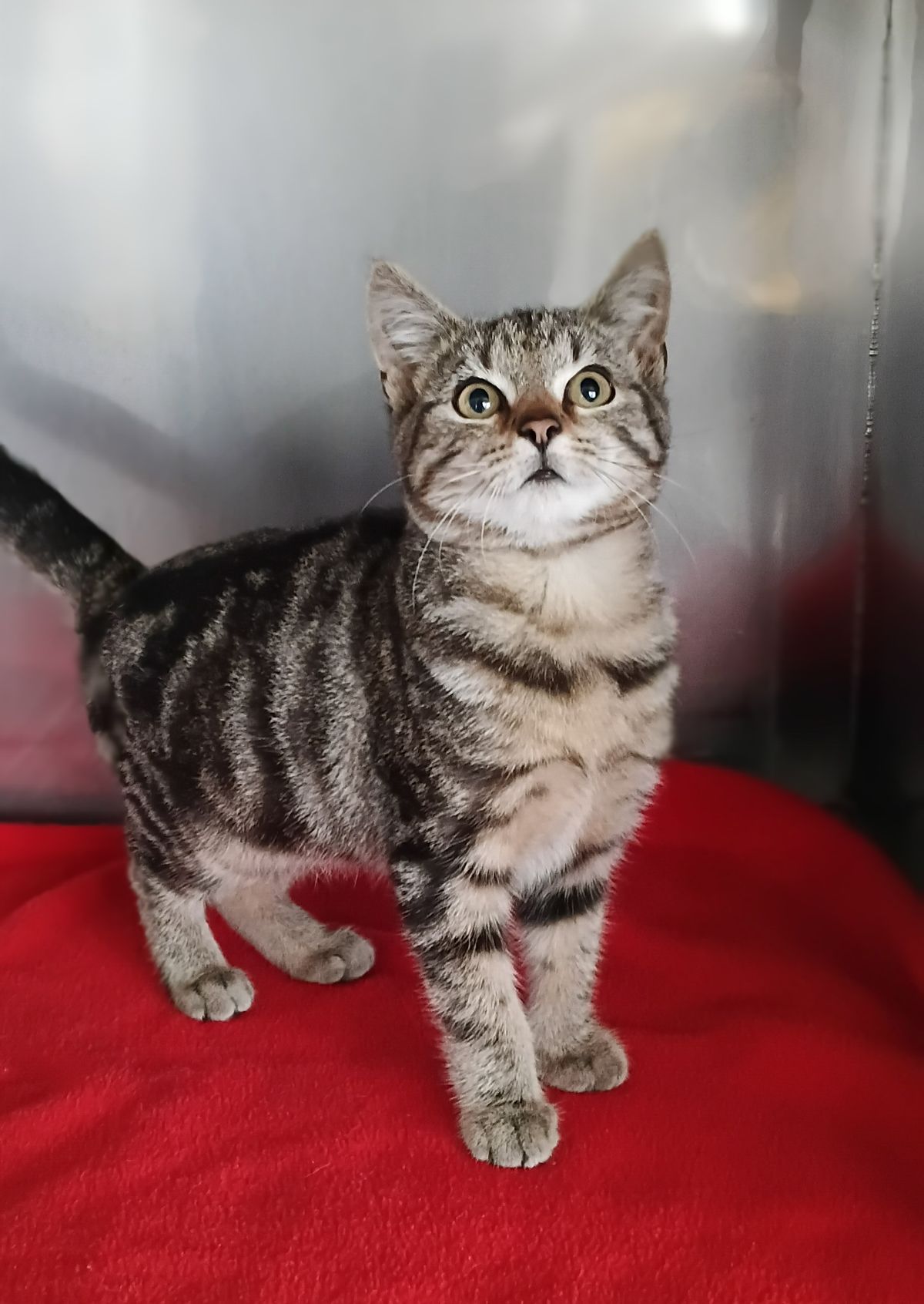 Gallery image: Bennett