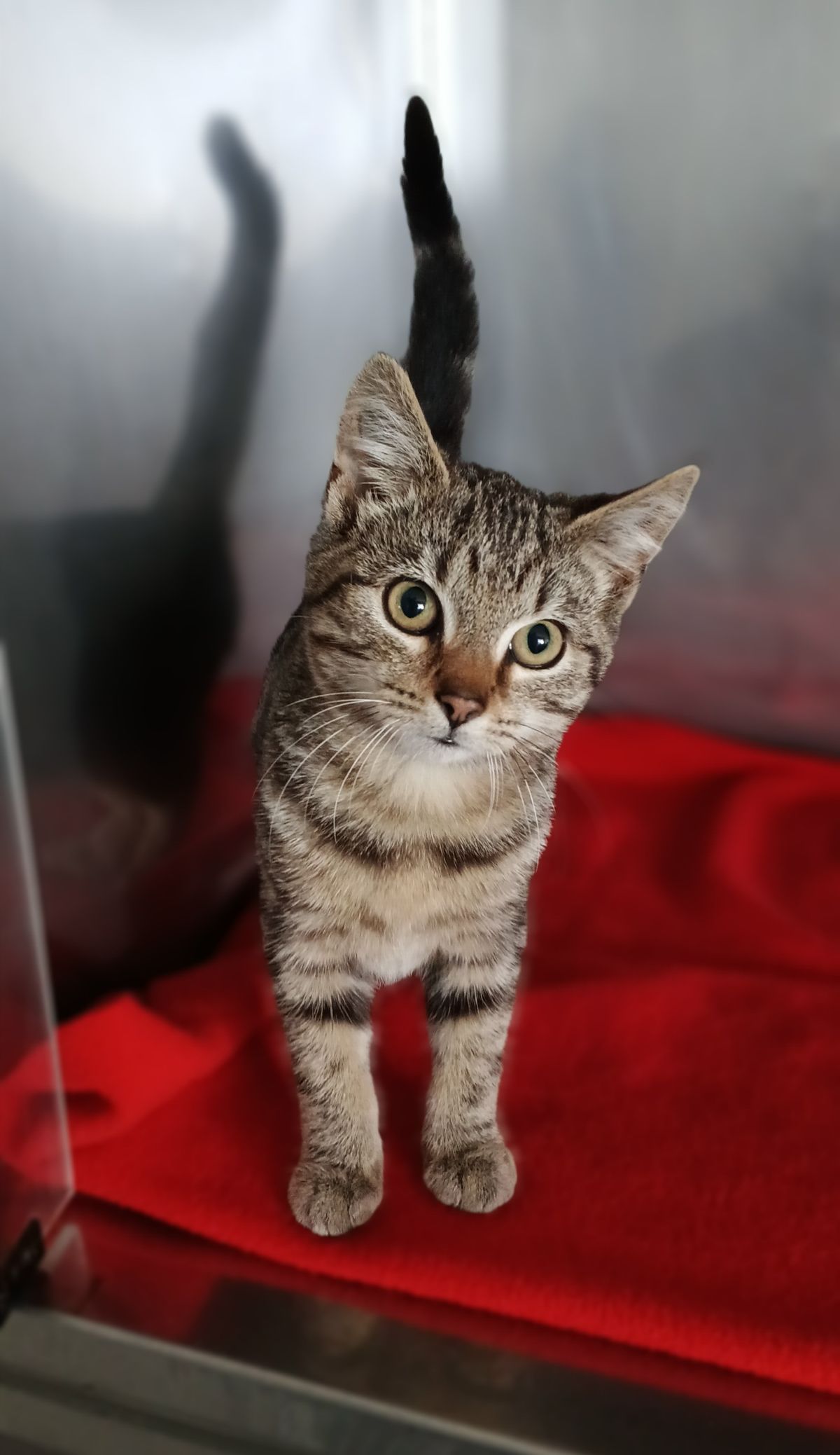 Gallery image: Bennett