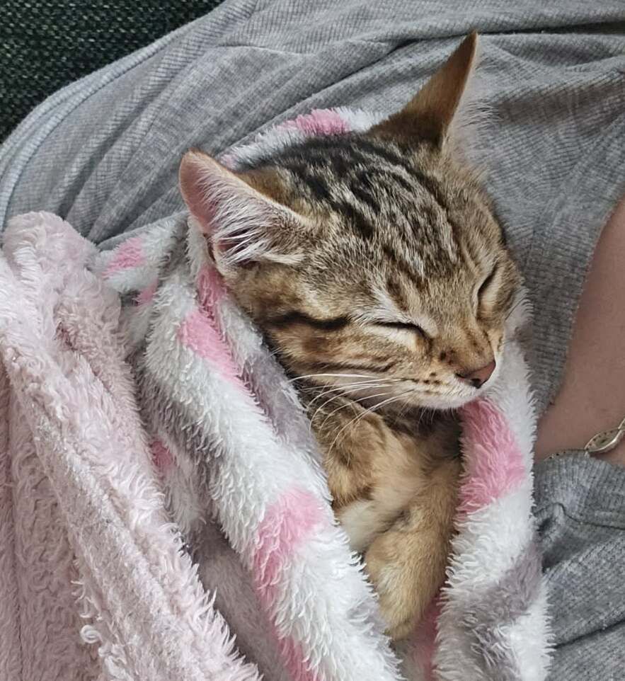 Gallery image: Coco Bean