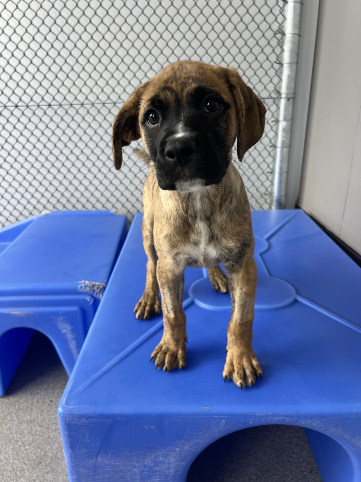 Gallery image: Posey