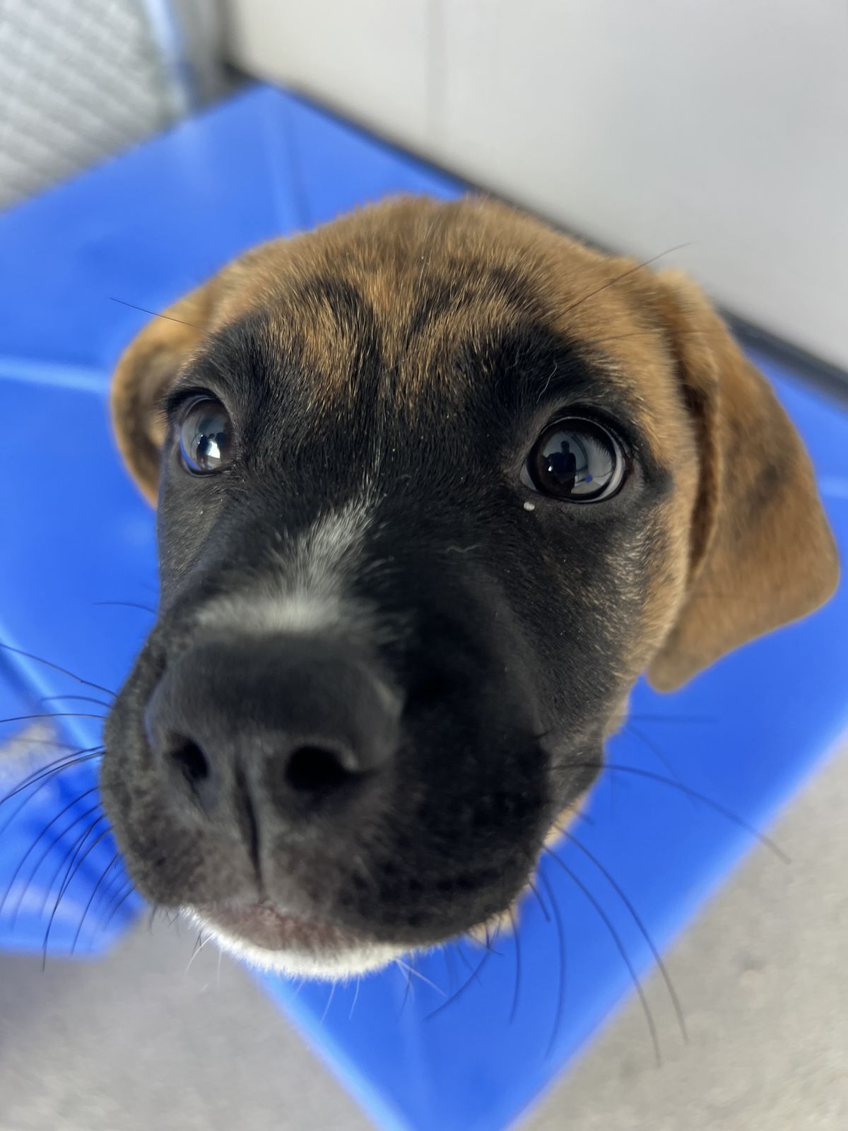 Gallery image: Posey