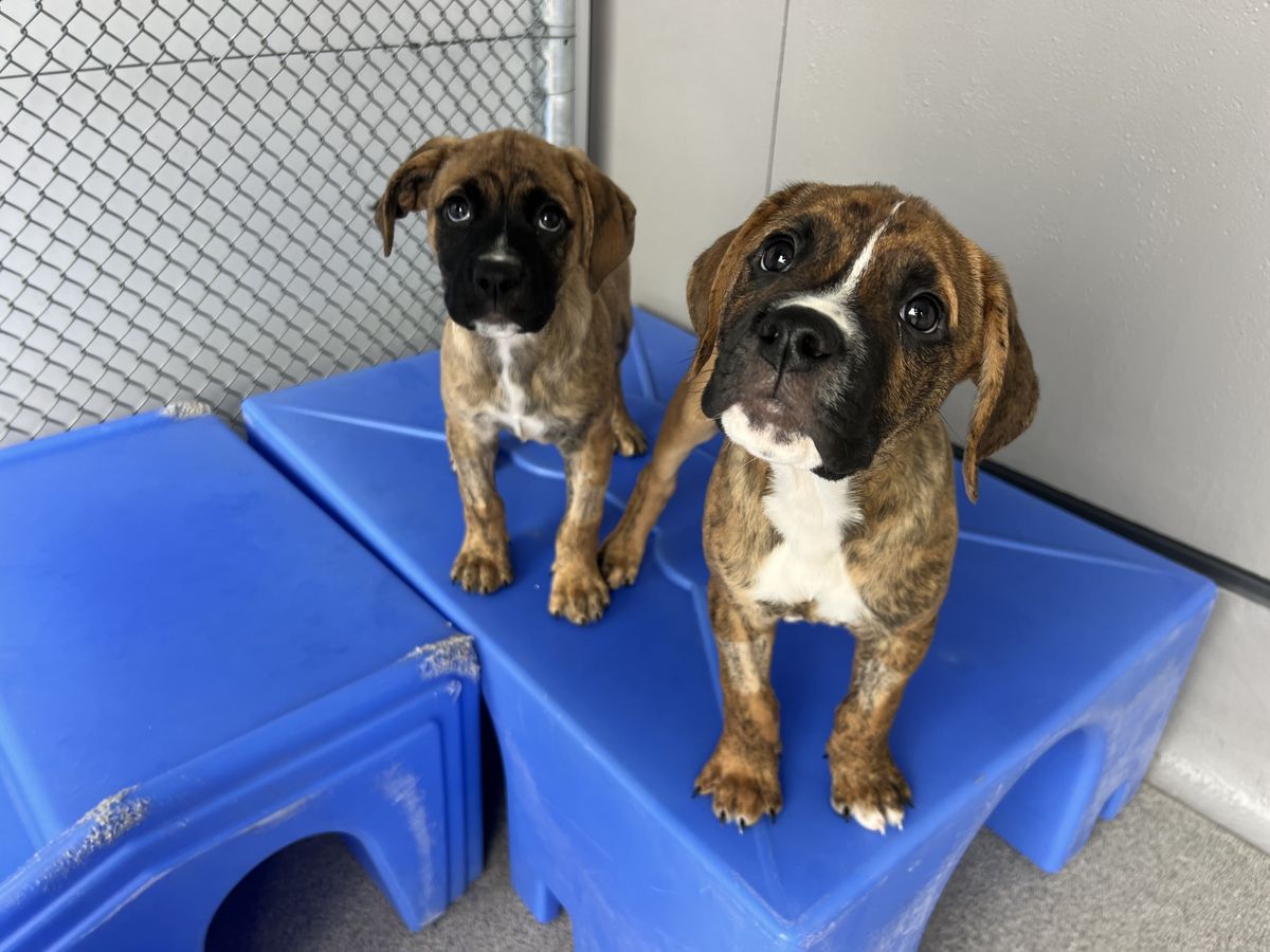 Gallery image: Posey