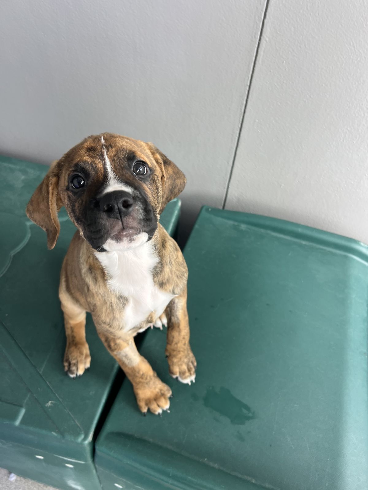 Gallery image: Cedar