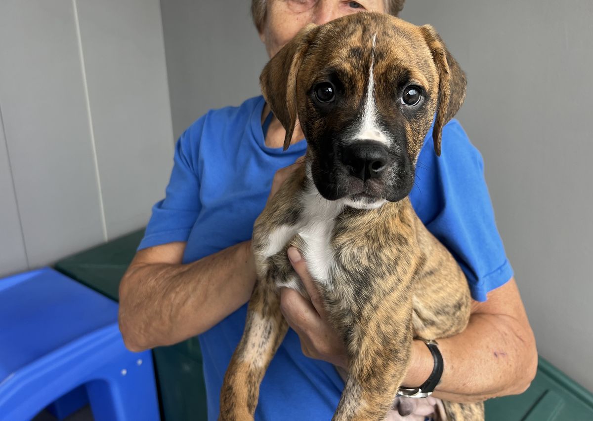 Gallery image: Cedar