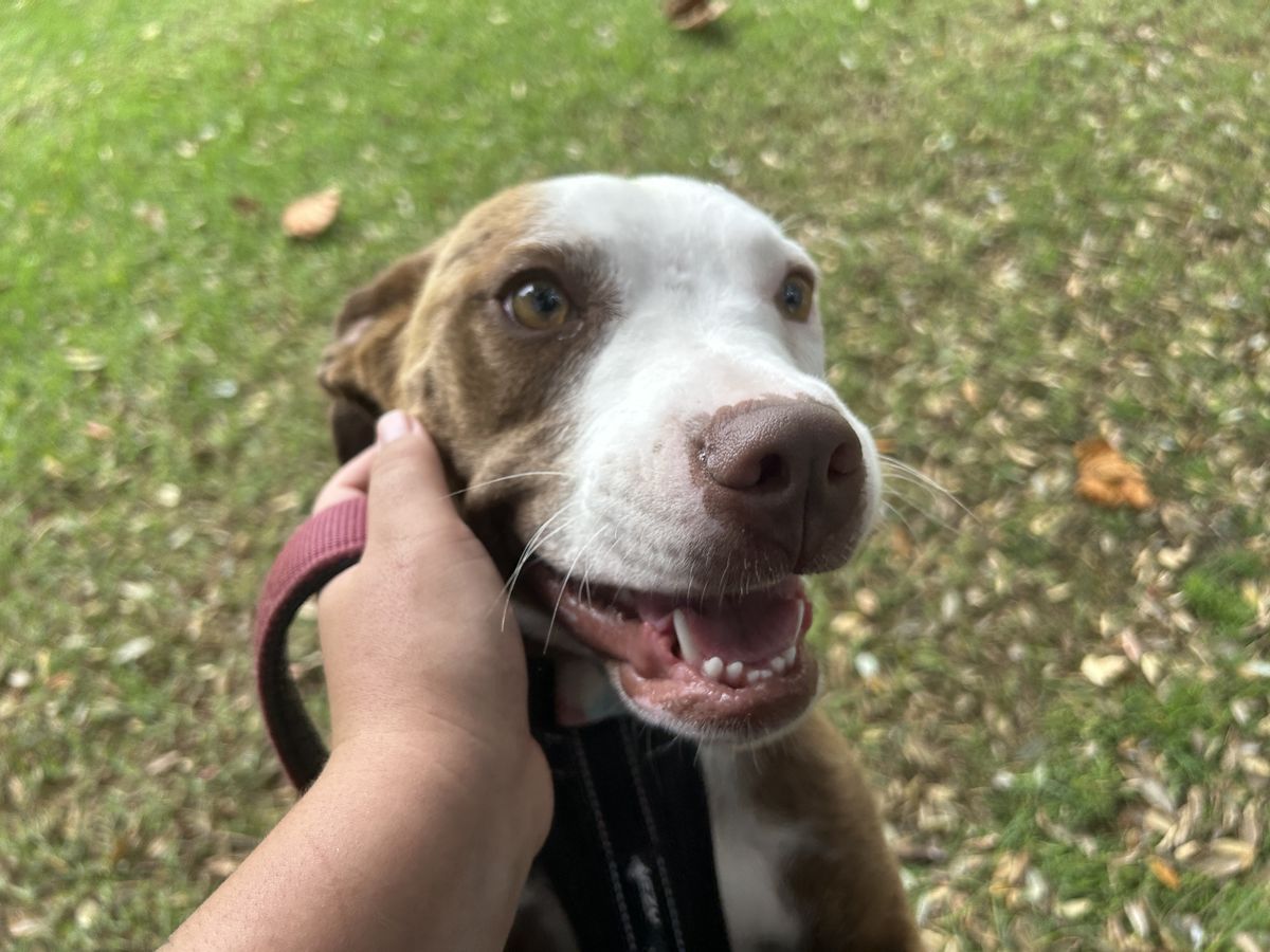 Gallery image: Princess Peach