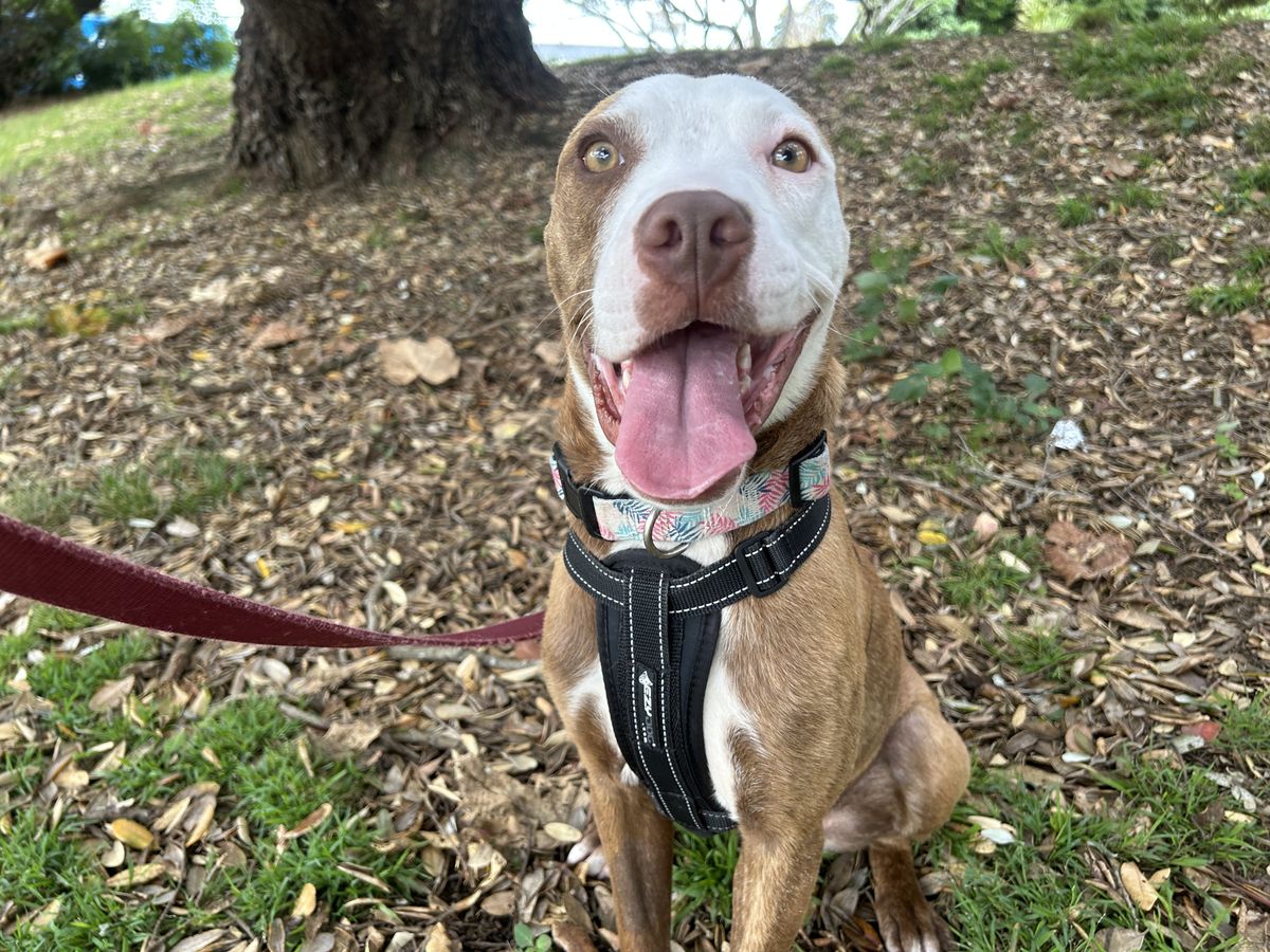 Gallery image: Princess Peach