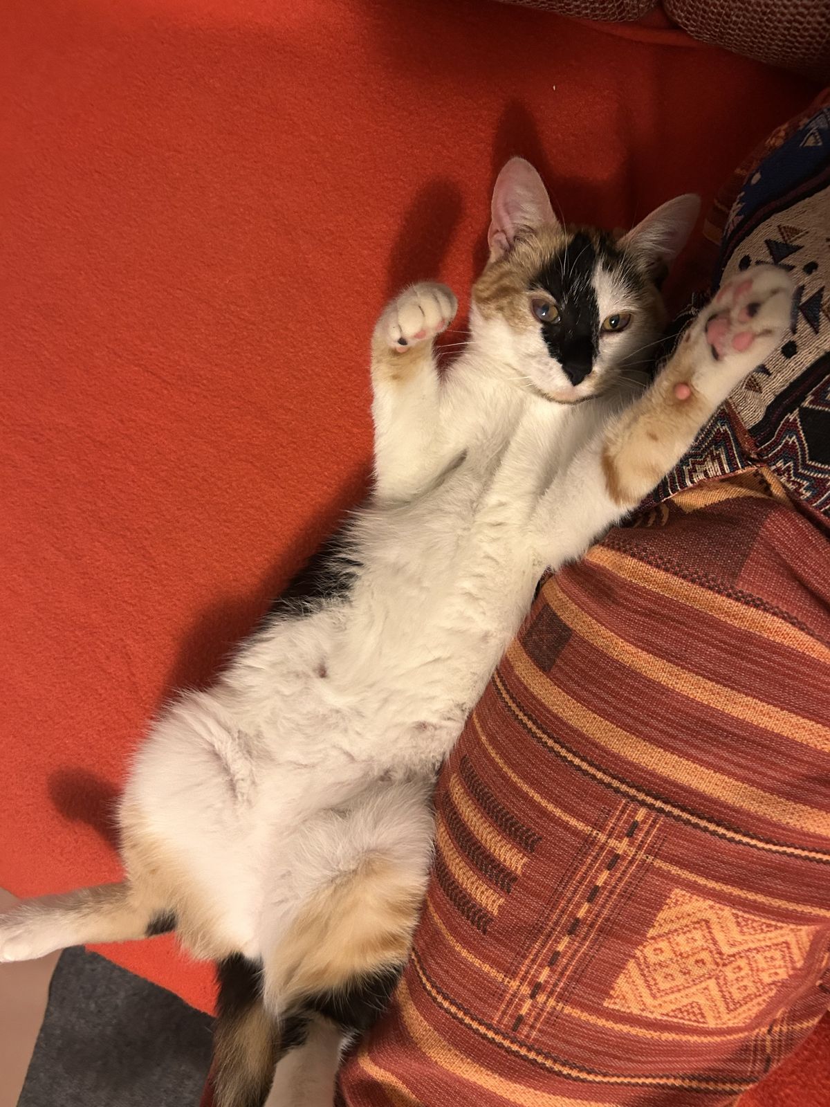 Gallery image: Callie