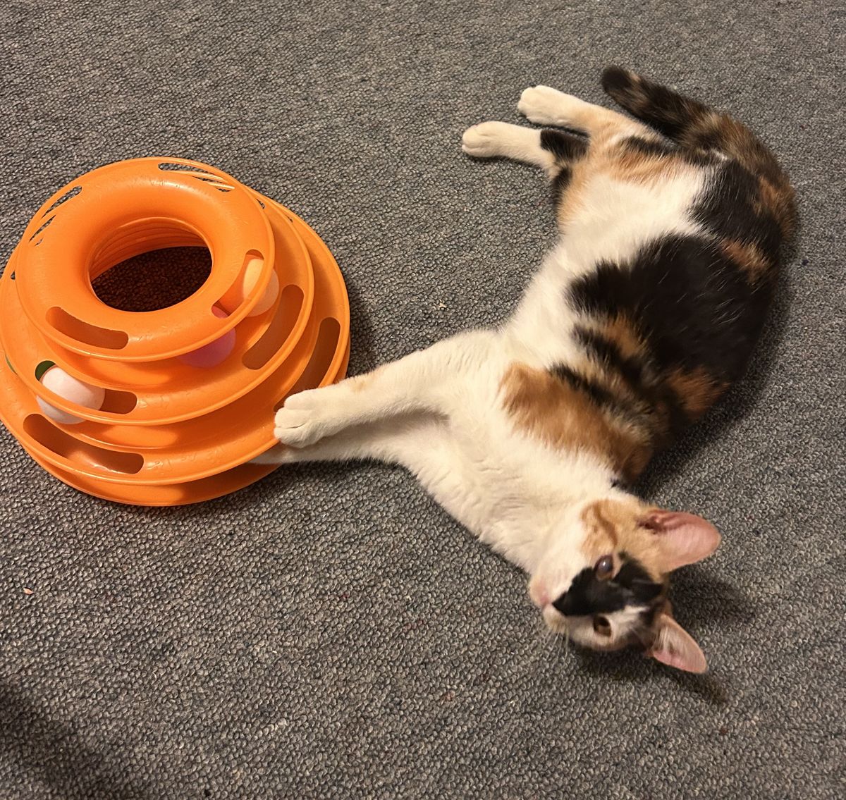 Gallery image: Callie