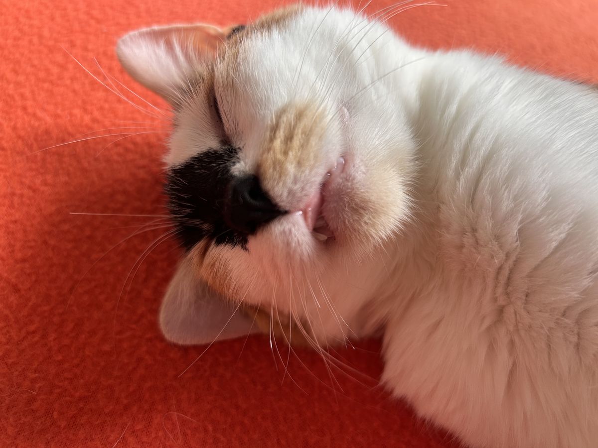 Gallery image: Callie