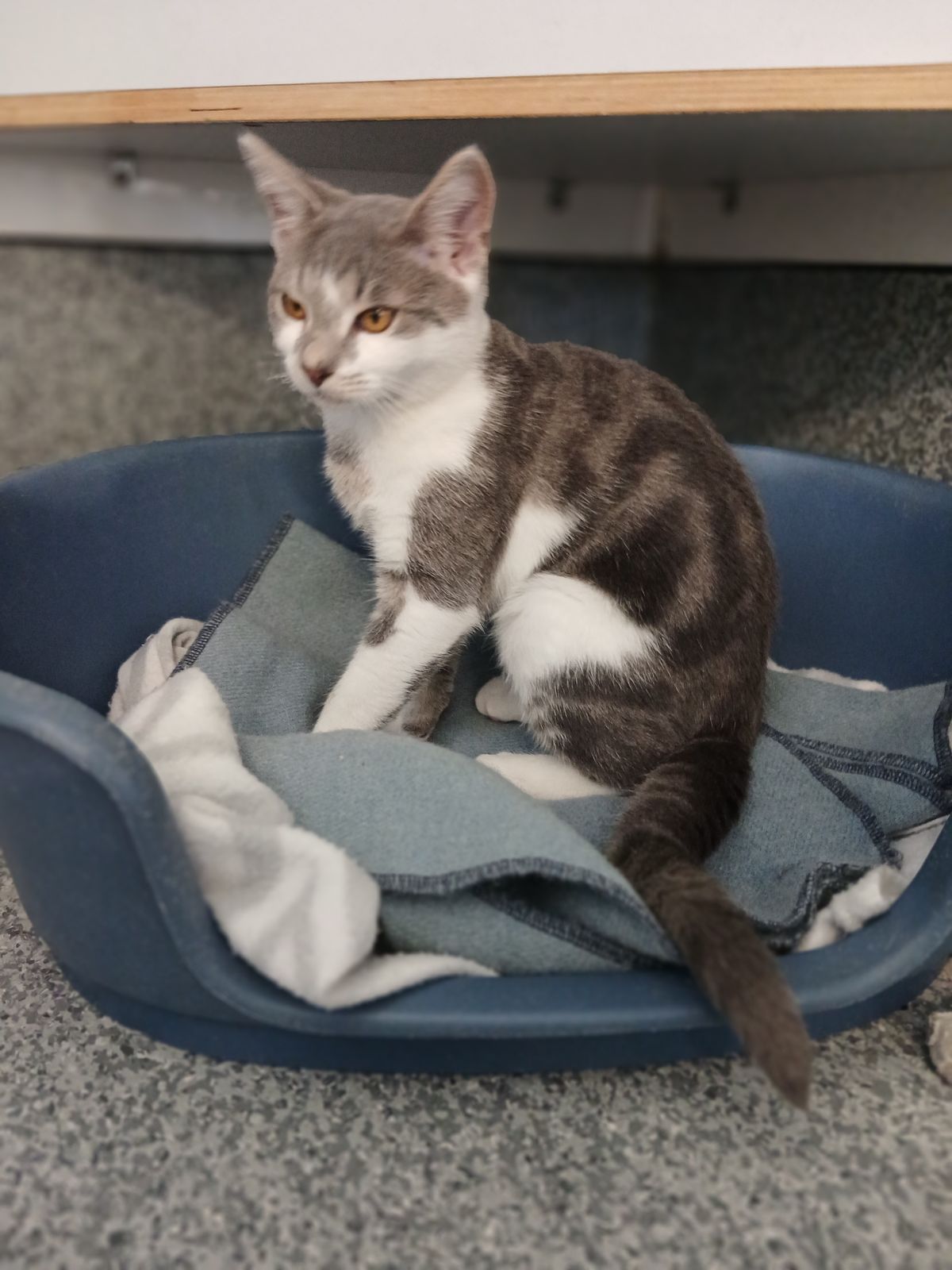 Gallery image: Elvis