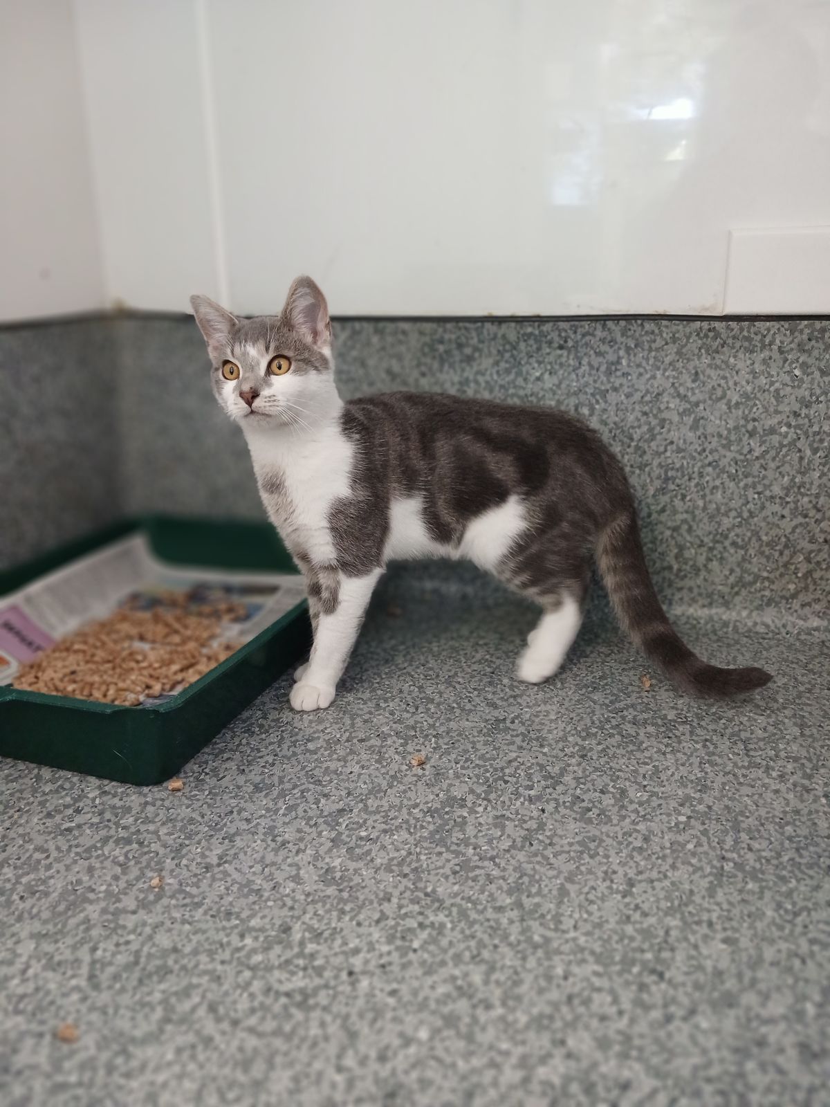 Gallery image: Elvis