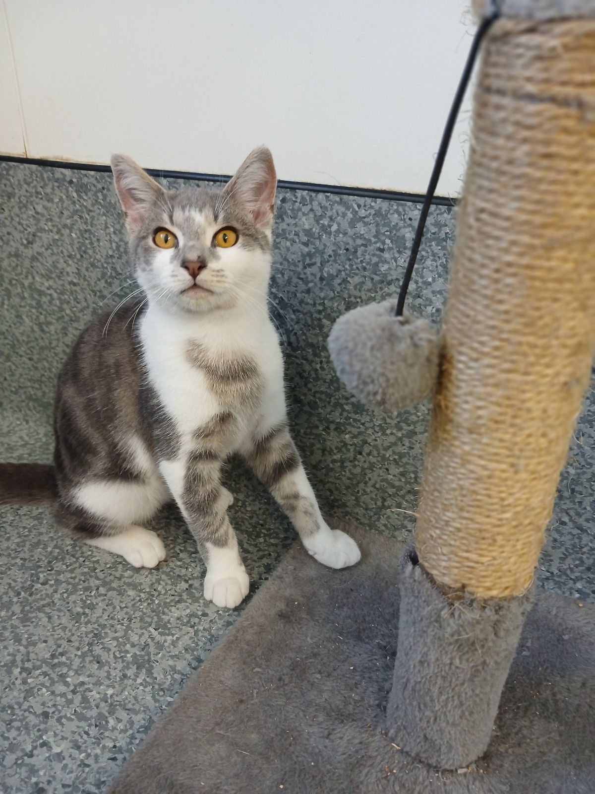 Gallery image: Elvis