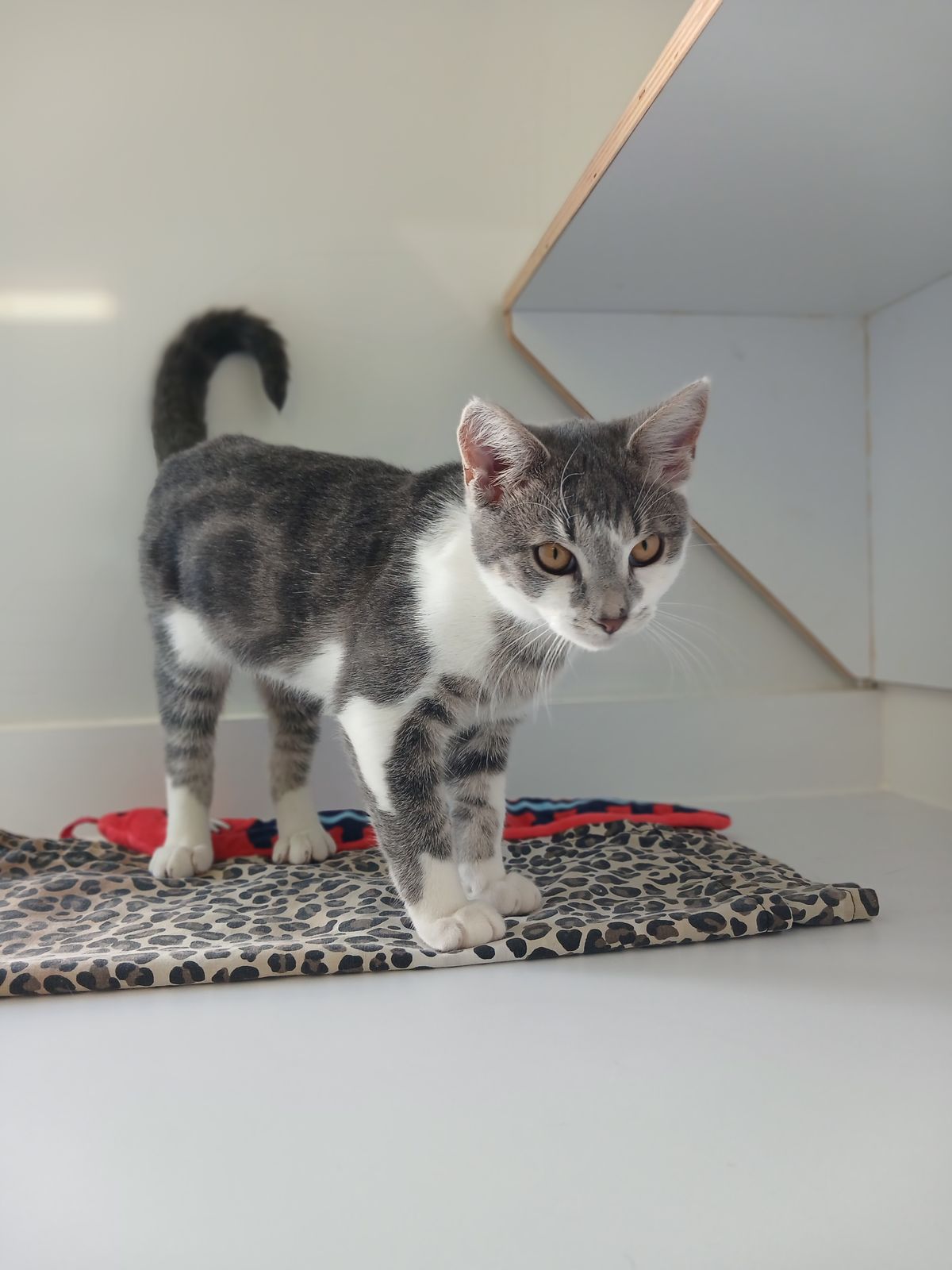 Gallery image: Elvis