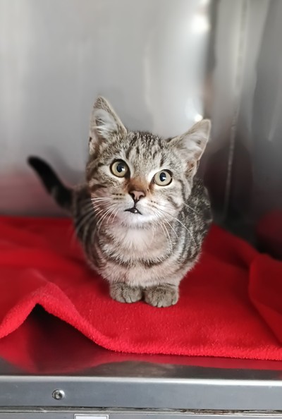 Bennett - Domestic Short Hair