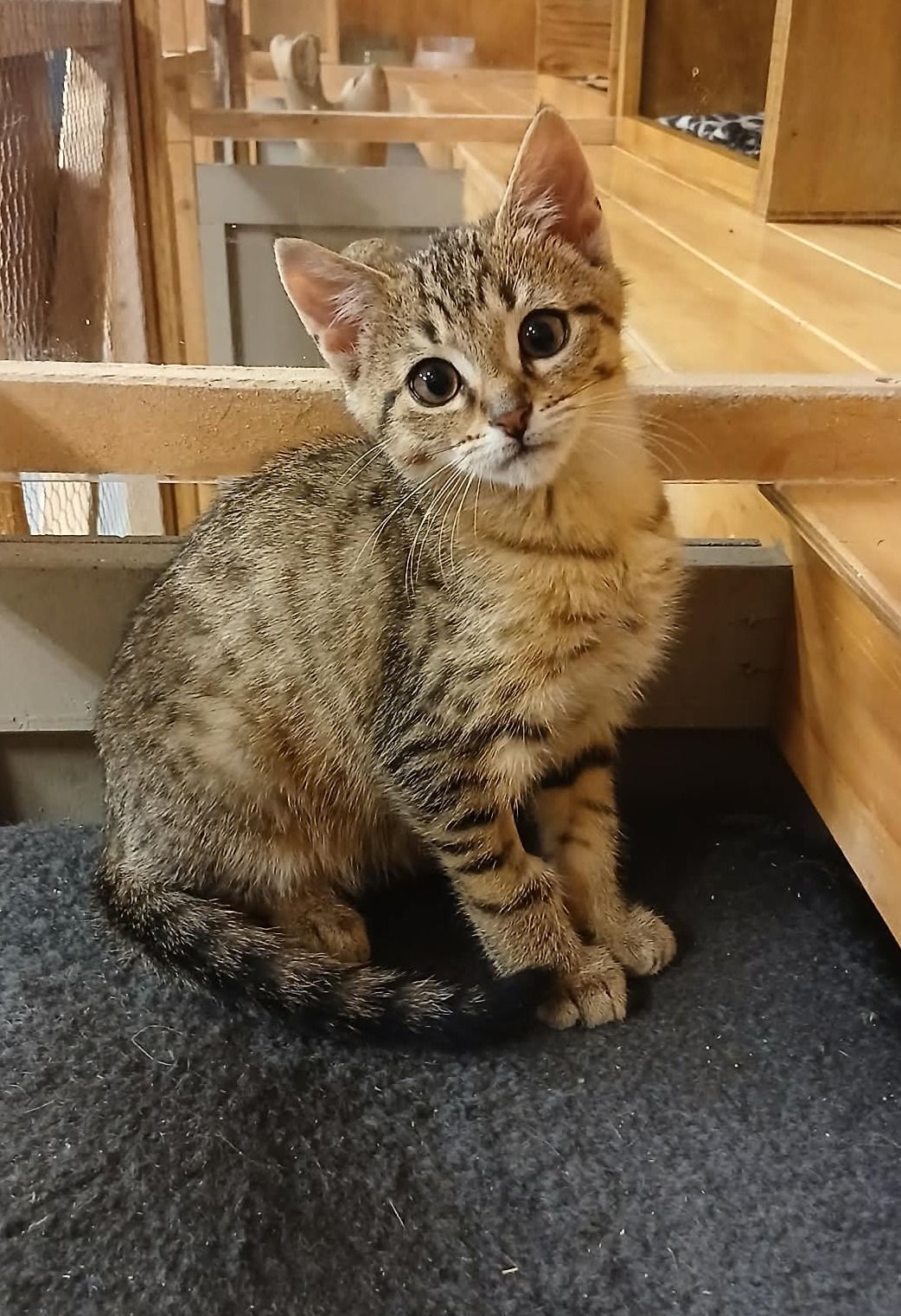 Gallery image: Pippin