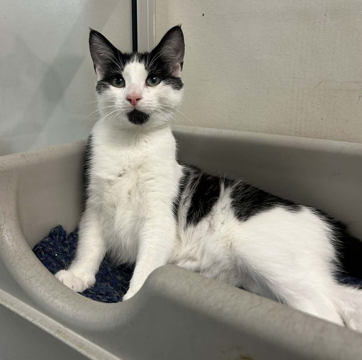 Gallery image: Monkey