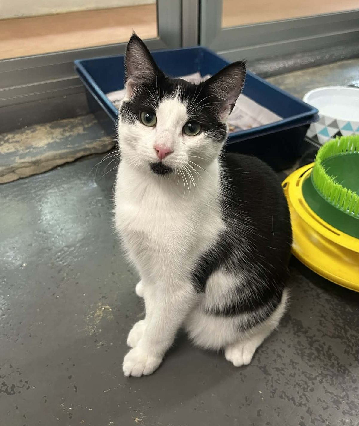 Gallery image: Monkey