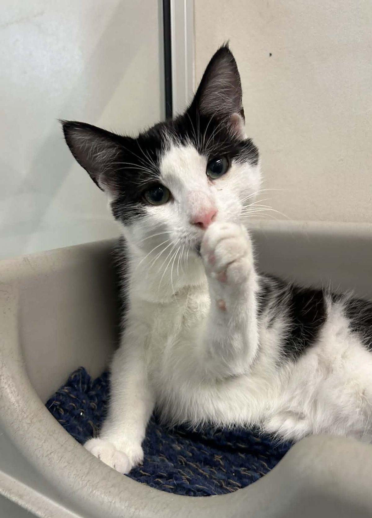 Gallery image: Monkey