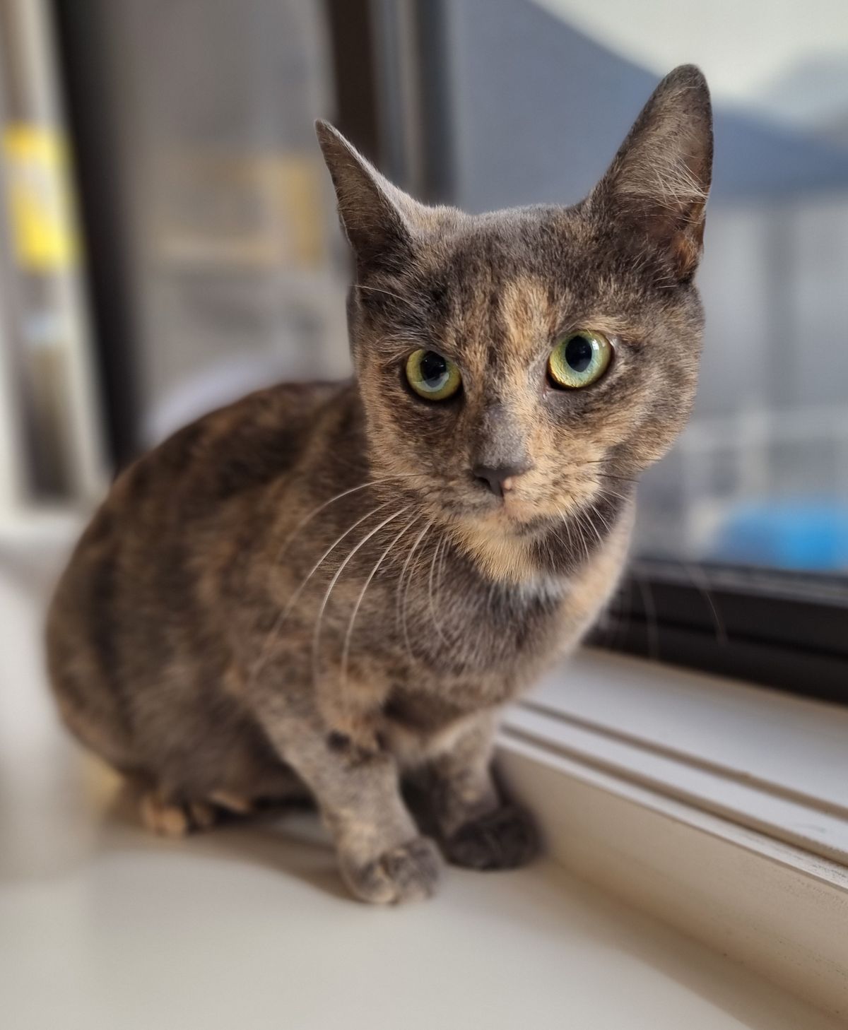 Gallery image: Georgie