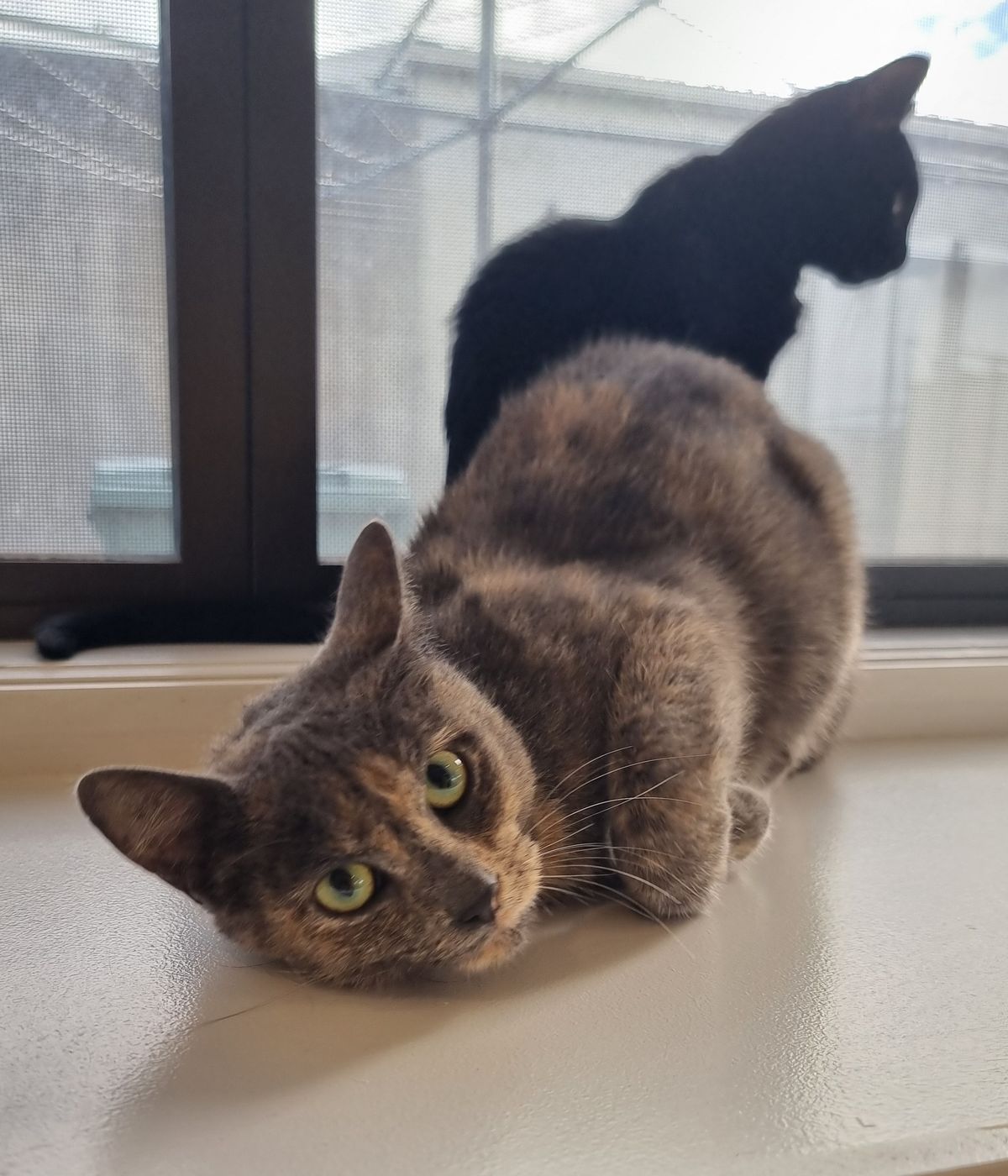 Gallery image: Georgie