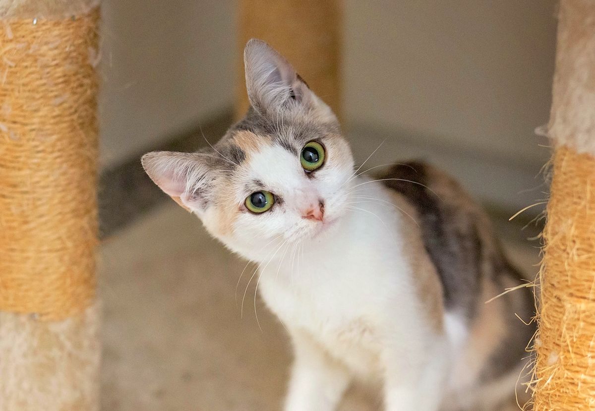 Gallery image: Daisy