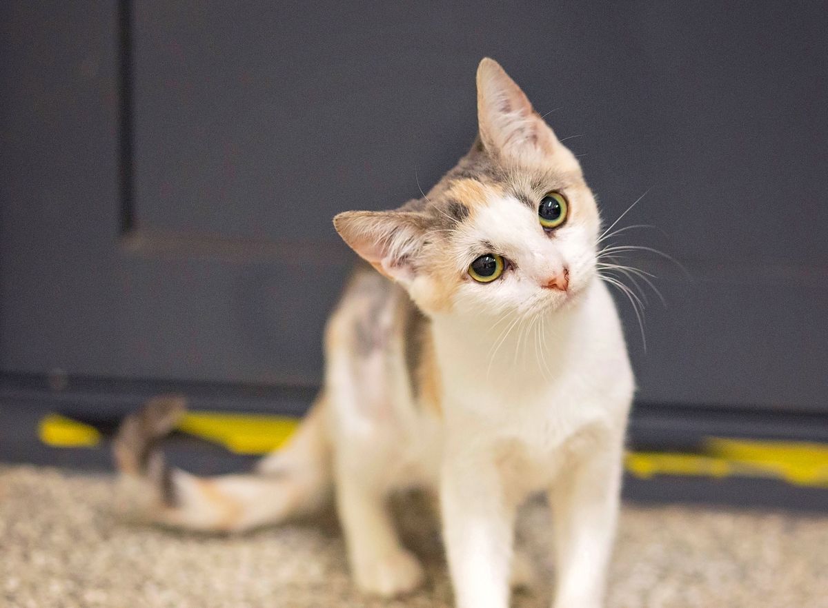 Gallery image: Daisy