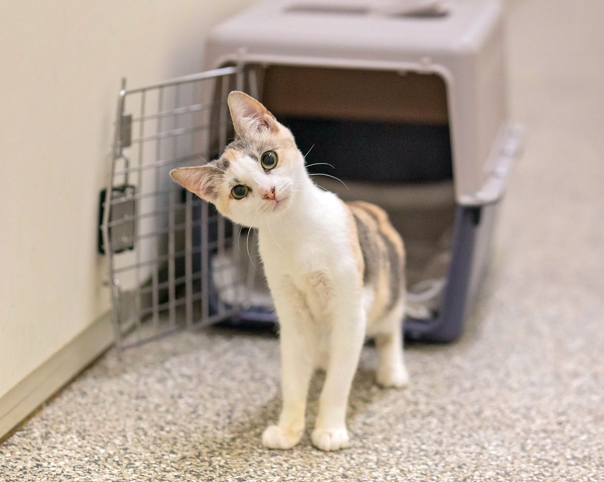 Gallery image: Daisy