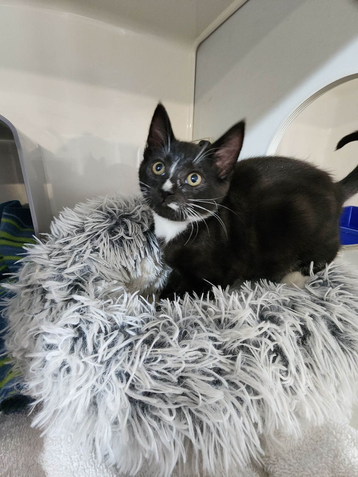 Gallery image: Louie