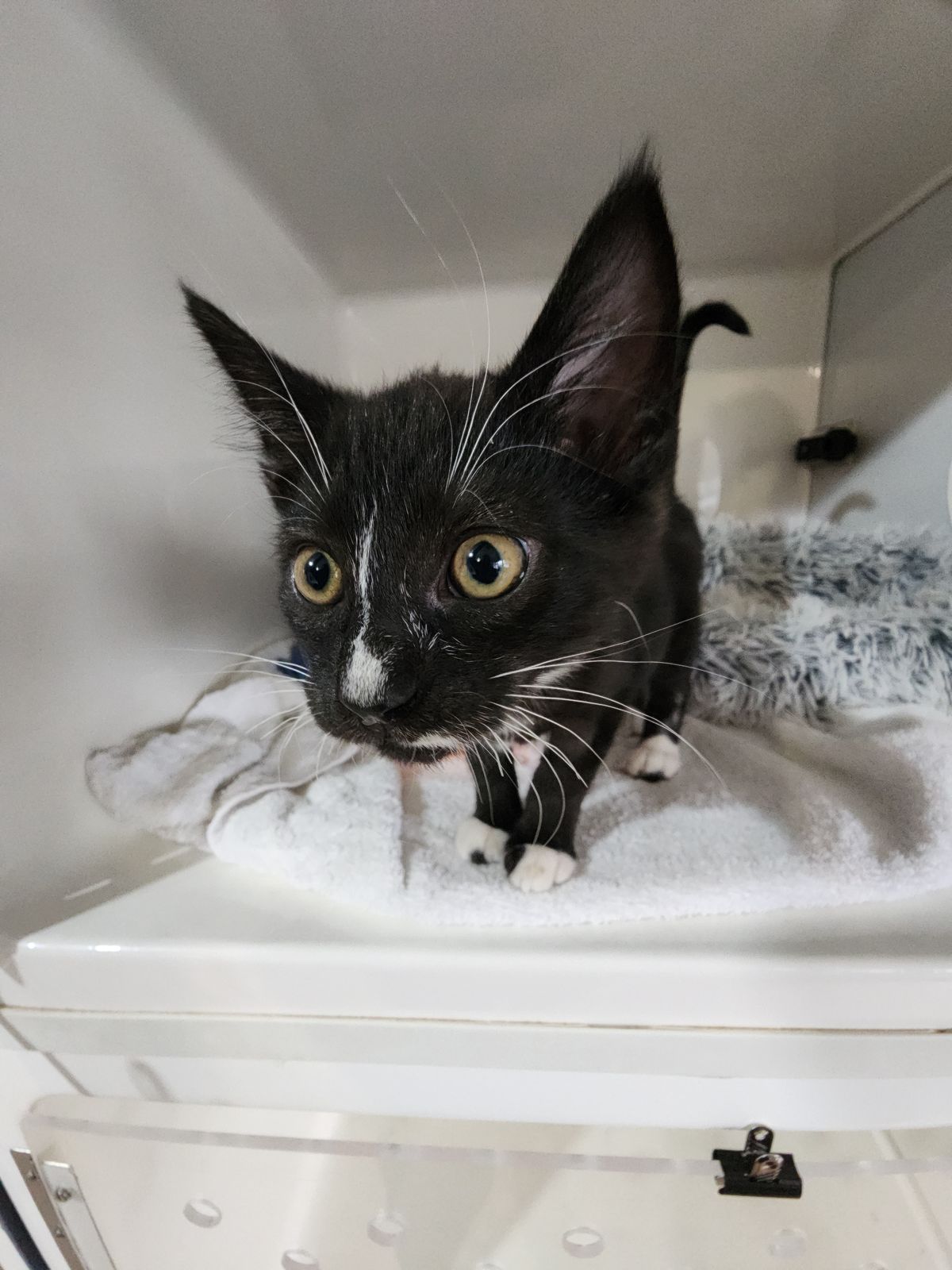 Gallery image: Louie