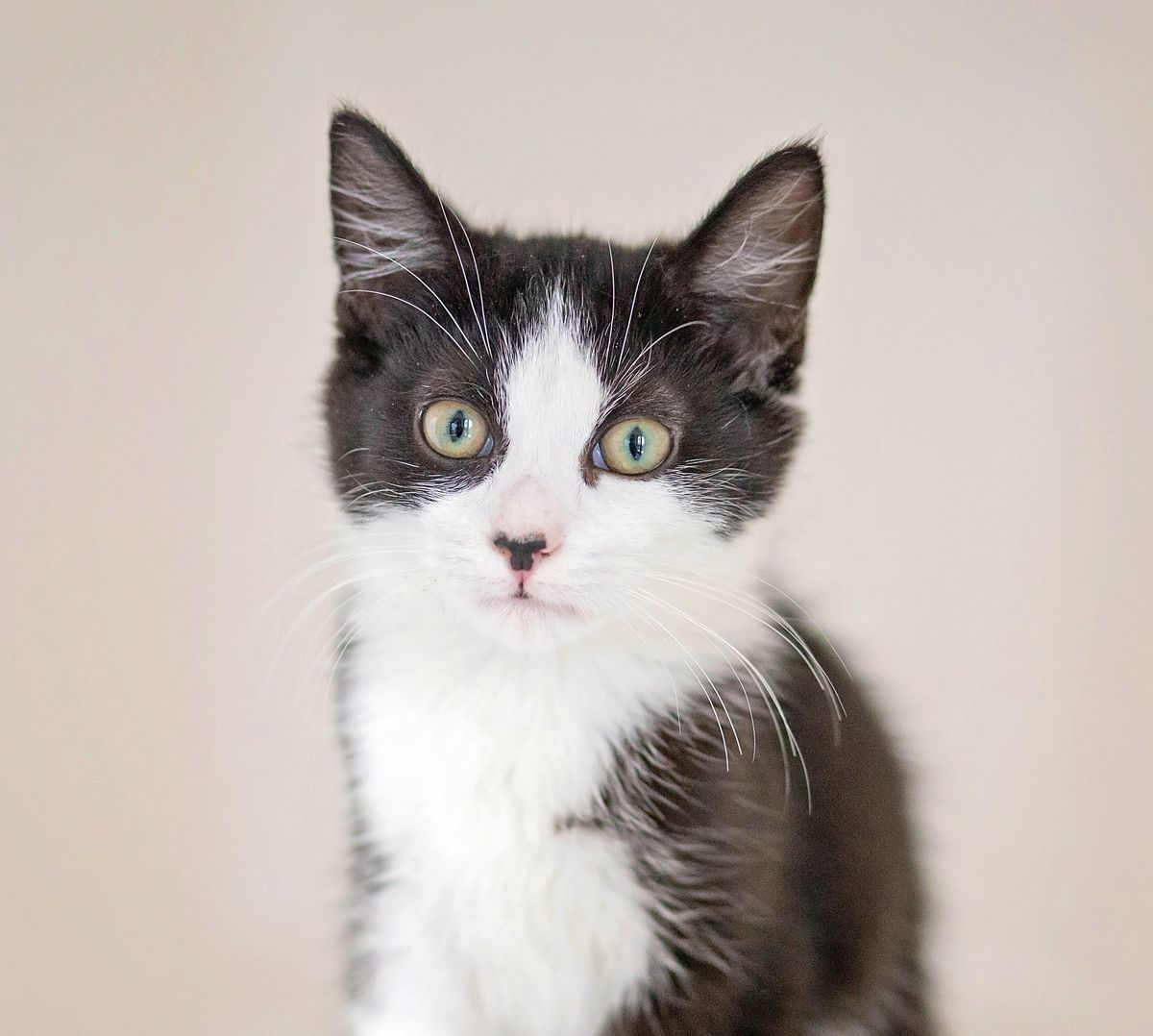 Gallery image: Panda