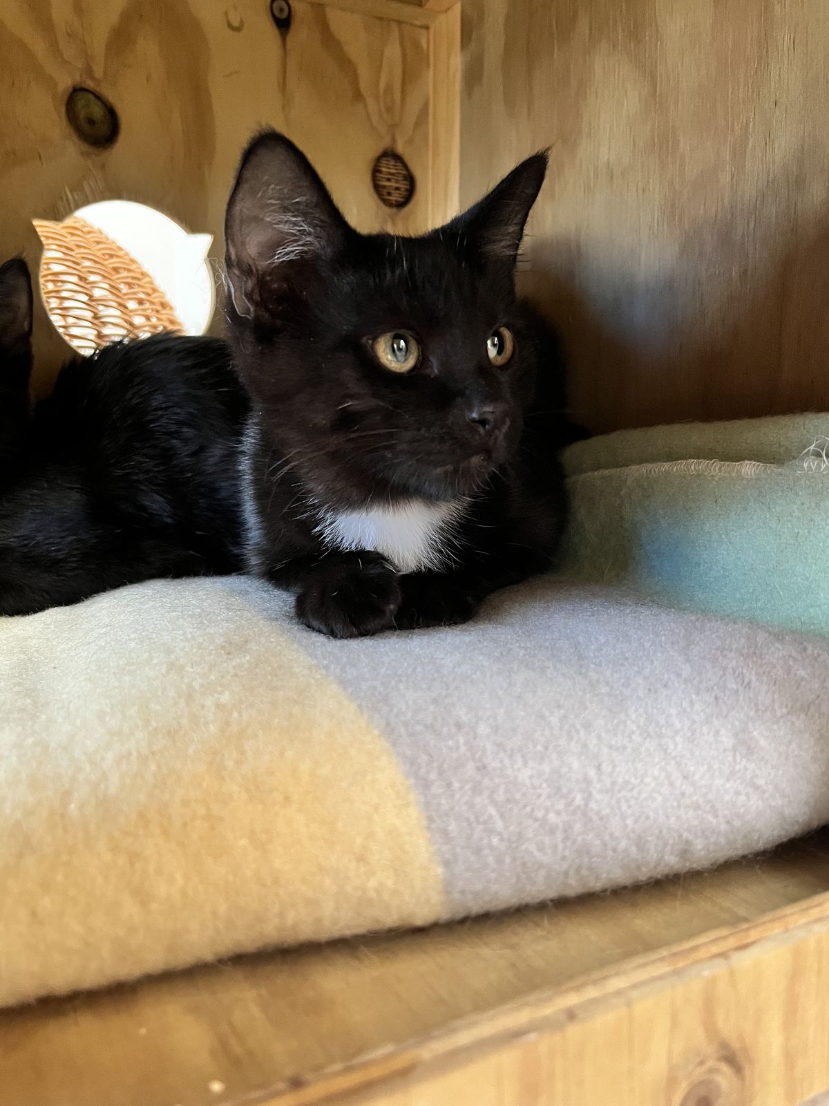 Gallery image: Aioli