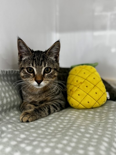 Teddy Paws - Domestic Short Hair