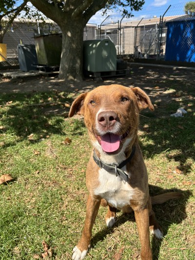 Ash - Medium Cross Breed