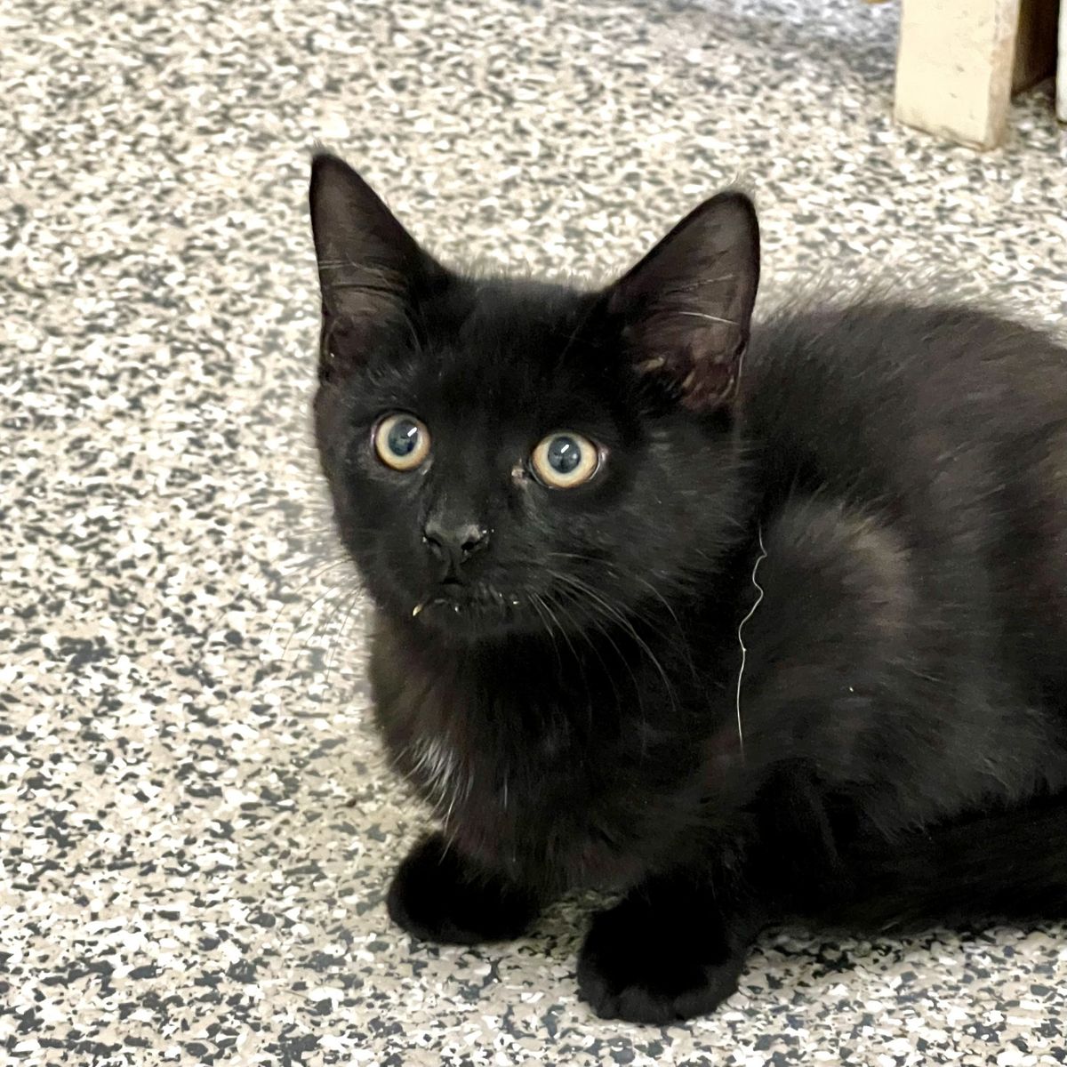 Gallery image: Noodle