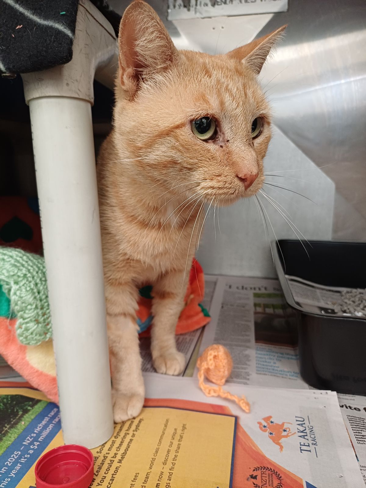 Gallery image: Juliano