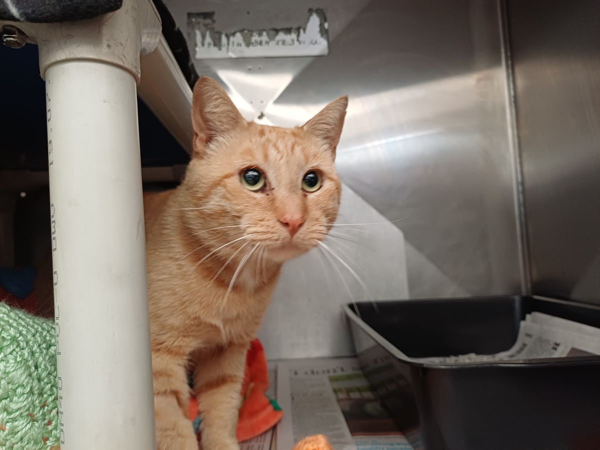 Gallery image: Juliano