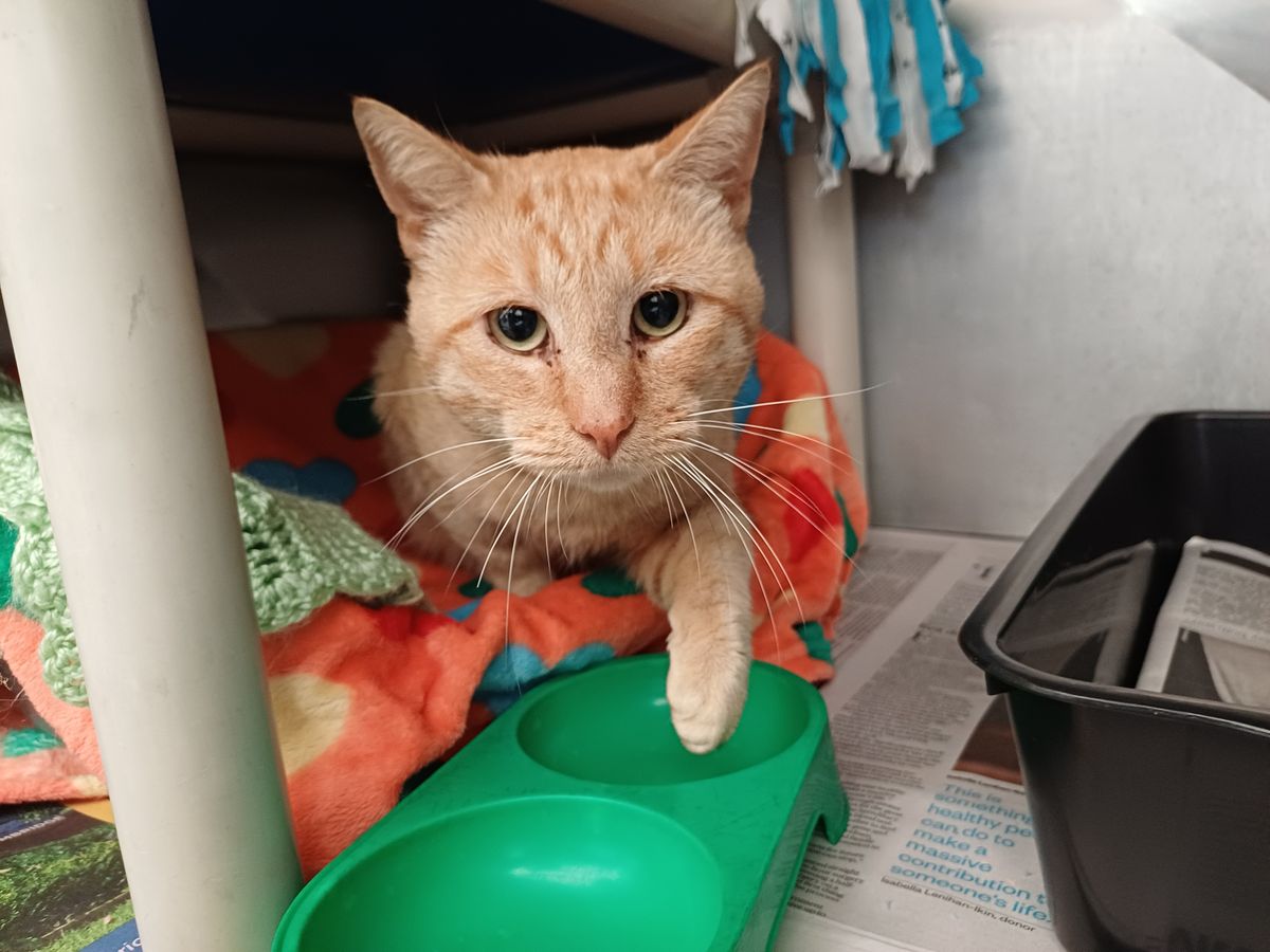 Gallery image: Juliano