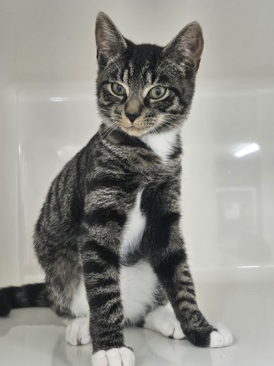 Triumph - Domestic Short Hair