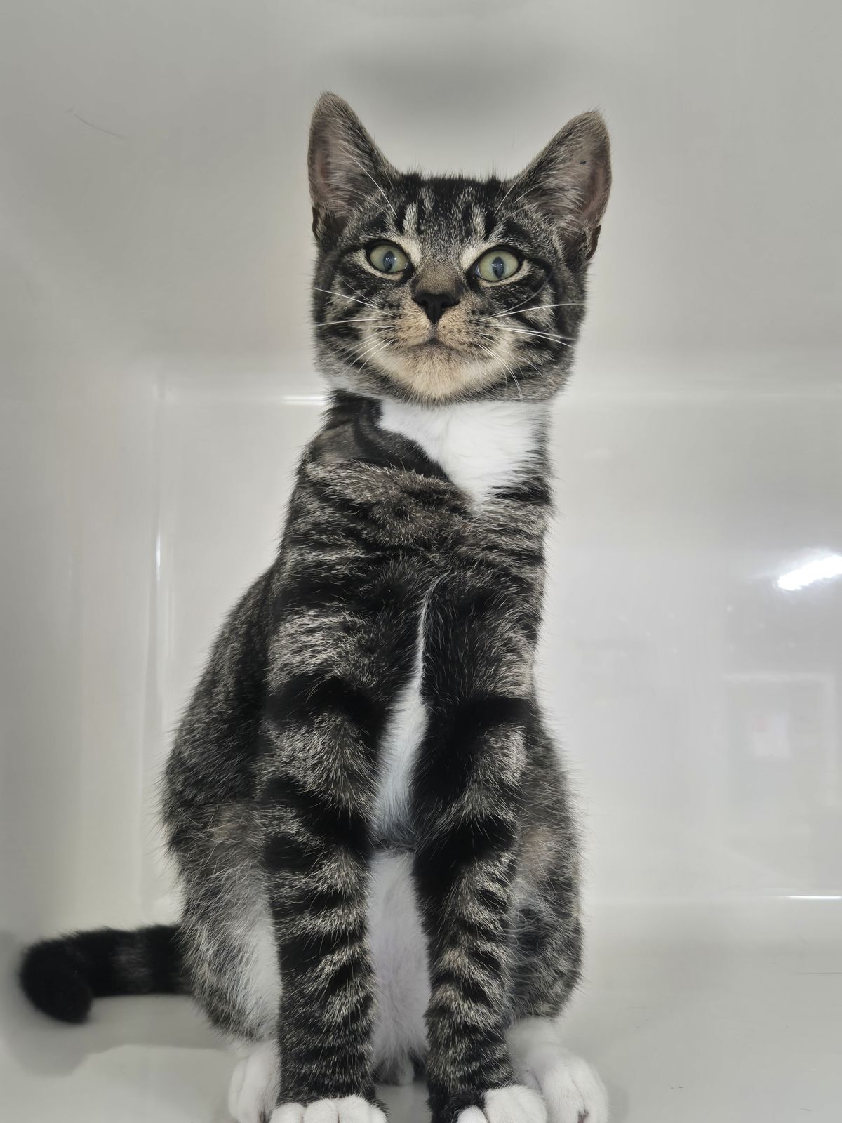 Gallery image: Triumph 