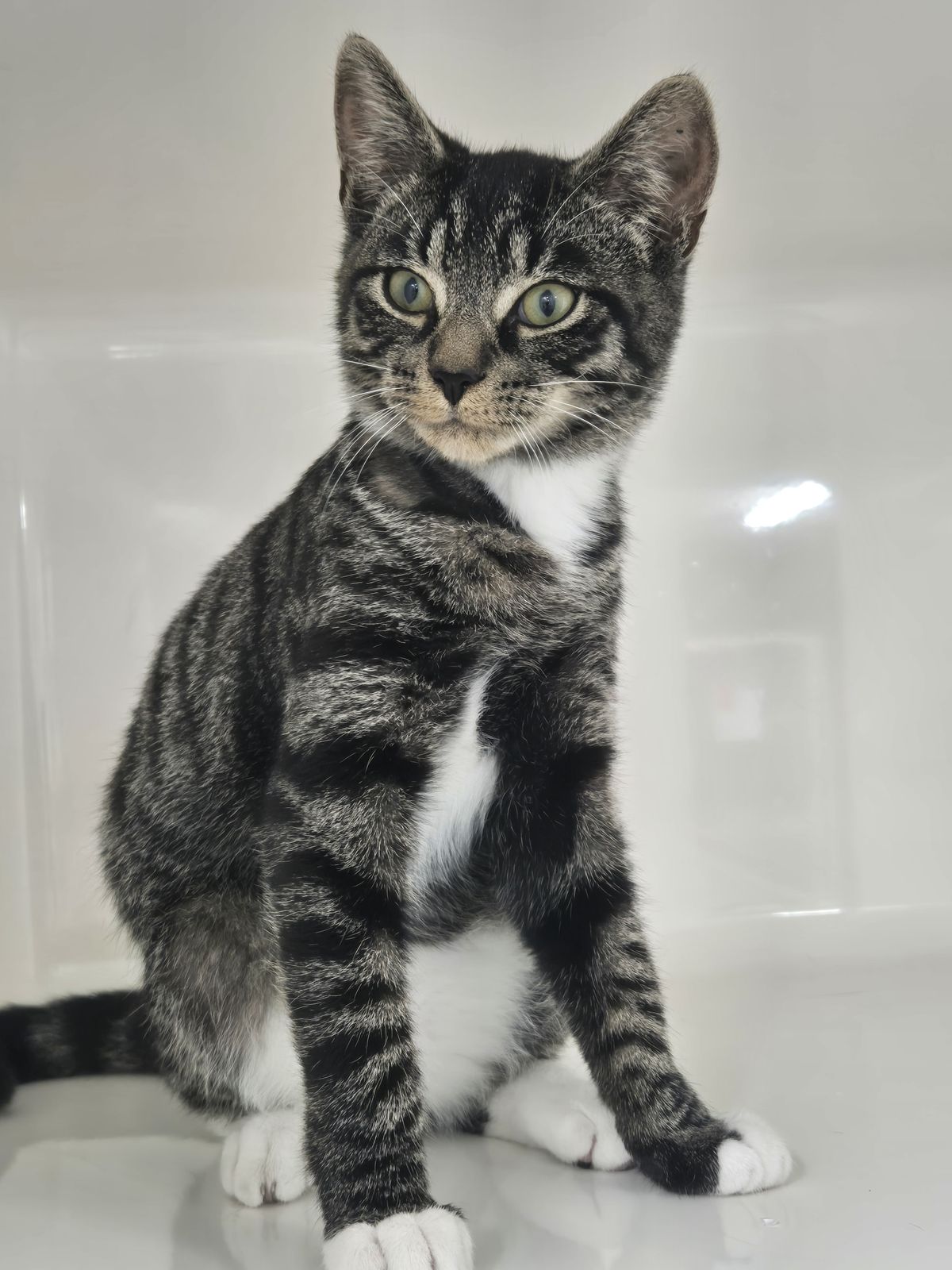 Gallery image: Triumph 