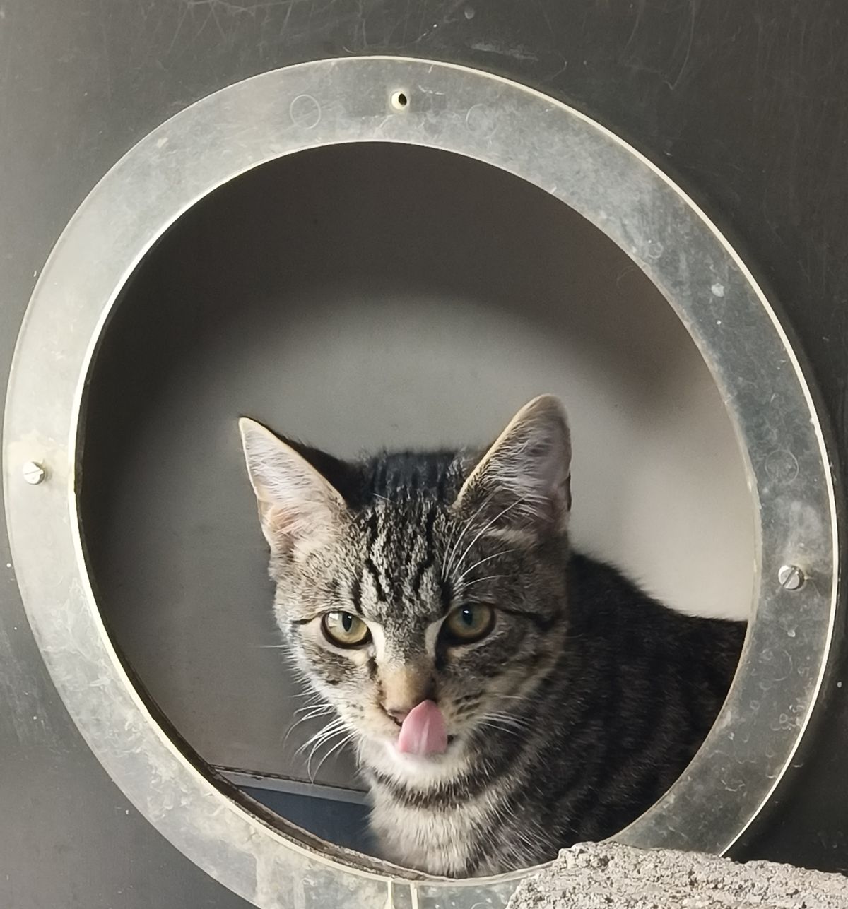 Gallery image: Webber