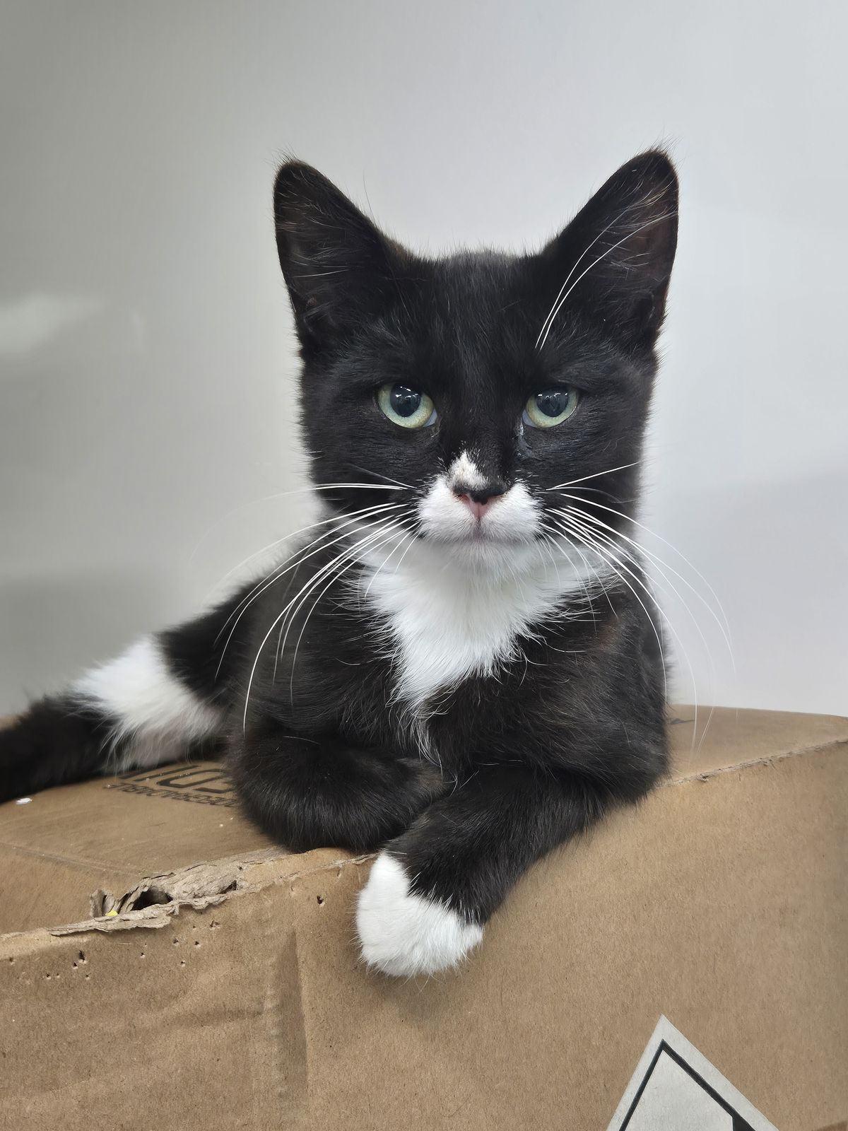 Gallery image: Harley Davidson